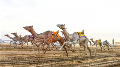 غدا.. انطلاق أشواط الماراثون بمهرجان ولي العهد للهجن