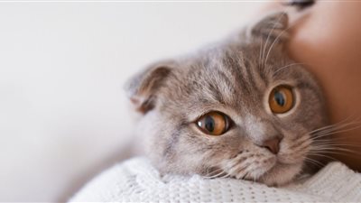 تصيب بتعفن الدم.. احذر من تعامل طفلك مع القطط   