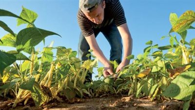 وزارة الزراعة السعودية تخصص فرص استثمارية بقيمة 85 مليون ريال لأنتاج تقاوي البطاطس