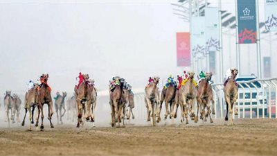 5 سعوديين يتصدرون قائمة ملاك الهجن الأعلى نقاطًا بمهرجان ولي العهد بالطائف