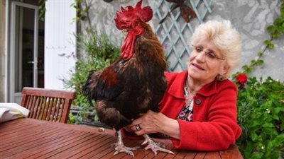 وفاة سيدة مسنة بعد مهاجمة ديكها الأليف لها في إستراليا