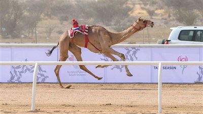 الجمعة المقبلة.. موعد انطلاق الأشواط الختامية لمهرجان ولي العهد للهجن