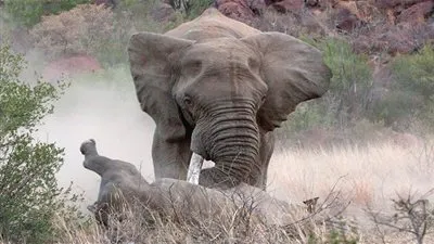 في مشهد مذهل.. معركة بين وحيد قرن وفيل في صراع من أجل البقاء (فيديو)