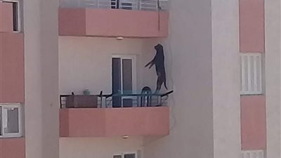 كلب الغردقة يثير غضب الأهالي.. والأوقاف توضح حكم الدين 