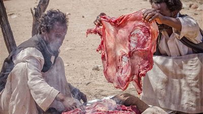 ذبح الإبل وسباق الهجن أشهر عادات وتقاليد أهالي الجنوب في يوم عاشورا 