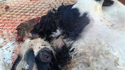 ضبط جزارين لبيعهما لحوم حيوانات نافقة للأهالي بحي غرب أسيوط