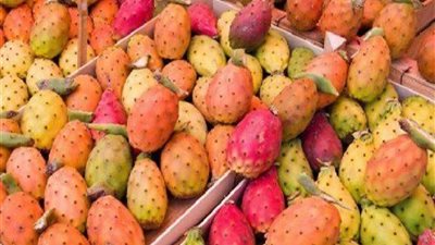 يحسن الهضم ويحمي من السرطان.. أهم فوائد التين الشوكي 