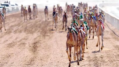 مهرجان ولي العهد للهجن يدخل موسوعة جينيس للمرة الثالثة