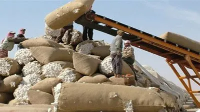 بعد المزادات.. هل يستعيد الذهب الأبيض المصري مكانته العالمية؟