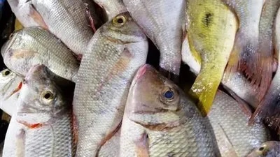 تعرف على سمكة الشعور كيف اصطياتها وطهيها 