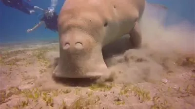 شاهد: عروس البحر 