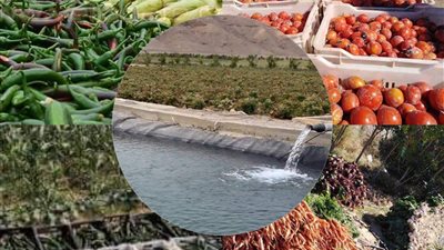 في عهد السيسي| الصحراء تتحول لـ جنة.. 