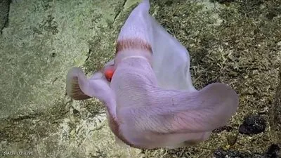 ظهور مخلوق غريب في أعماق المحيط.. والعلماء يكشفون سره