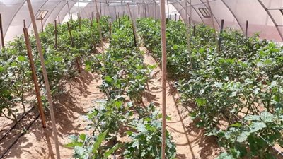 الصوب الزراعية تجتاح مدارس محافظة الوادي الجديد لتحقيق الاكتفاء الذاتي من الخضروات