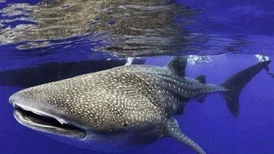 مهدد بالانقراض.. القرش الحوتي يعاود الظهور بالغردقة ويغازل السياح (صور)