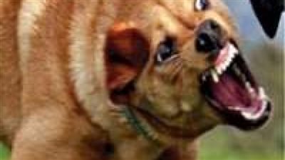 كلب مسعور يهاجم قرية في قنا ويصيب 8 أشخاص 