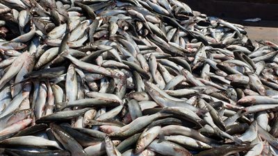 الغموض يحيط بـ