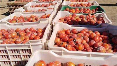 أسعار الفاكهة والخضروات اليوم الأربعاء بالبحر الأحمر 