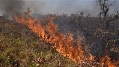 بوليفيا: حرائق الغابات تلتهم ملايين الحيوانات والهكتارات