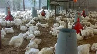 أسعار الدواجن اليوم 30-9-2019- كرتونة البيض تستقر 