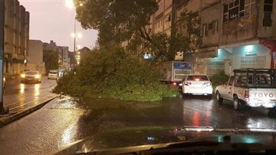 الأمطار الغزيرة تتسبب في سقوط شجرة بأحد شوارع مكة