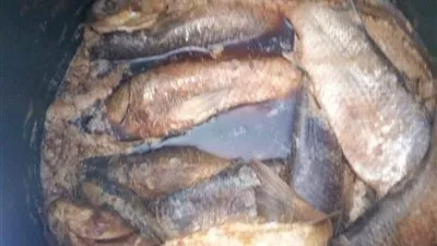 تحرير 28 محضرًا في حملة مكبرة لصحة البحر الأحمر على محلات بيع الأسماك المملحة (صور) 