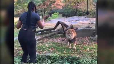 هوس السيلفي يدفع أمراة لإقتحام قفص أسد والتقاط فيديو لنشرة على إنستجرام (فيديو)