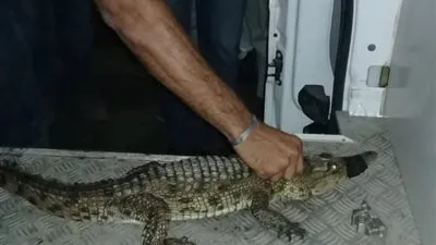 ضبط تمساح في بورسعيد.. و