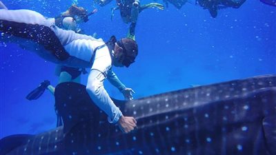 بلاغ لجمعية الإنقاذ البحري بمضايقة سمكة القرش الحوتي من غواصين مصريين