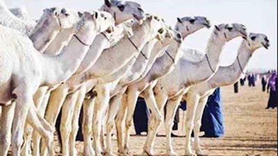 إعلان موعد انطلاق مهرجان الملك عبدالعزيز للإبل 