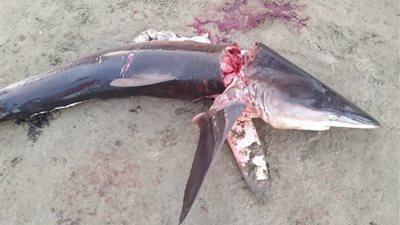 سمكة قرش تثير الرعب بشواطئ القنفذة