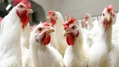 اسعار الدواجن الفراخ البيضاء اليوم في الأسواق الثلاثاء 15-10-2019 والتجار يشكون ركود المبيعات