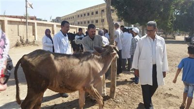 محافظ الدقهلية: تحصين 46 ألف رأس ماشية