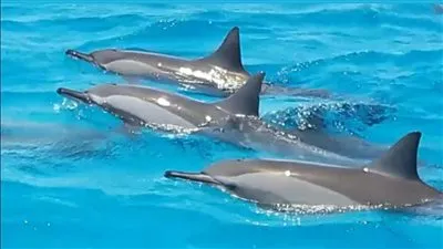 تعرف على سمكة الزعنفة الشراعية.. أسرع سمكة في العالم وخبراء به 1200نوع من الأسماك وشعاب مرجانية عمرها 7 آلاف سنة