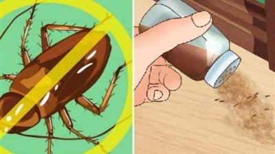 أفضل طرق للحفاظ على نظافة المنزل من الحشرات المزعجة