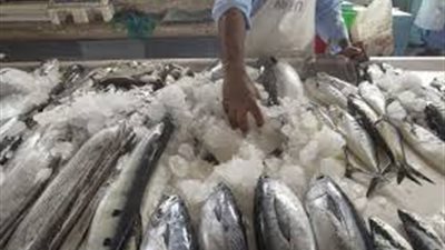 اسعار الاسماك اليوم الثلاثاء 22-10-2019 في الاسواق المحلية .. الكابوريا بـ30 جنيها