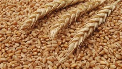 الجزائر تشتري 600 ألف طن من قمح الطحين