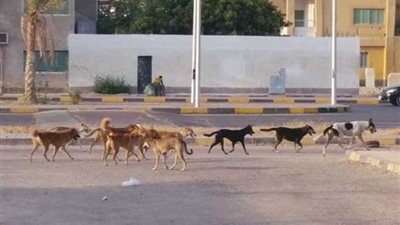 شباب يروع تلاميذ مدرسة بلال بن رباح بالغردقة