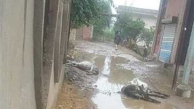 بسبب عامود.. نفوق دابتين وفرار مالكهما من الموت في الدقهلية 