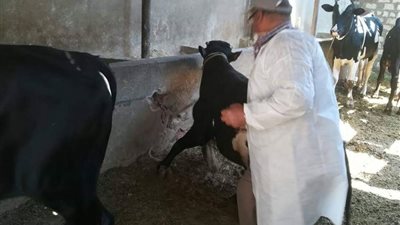 إنطلاق حملة التحصينات المجانية ضد حمى الوادي المتصدع بالبحر الأحمر بالمجان (صور) 