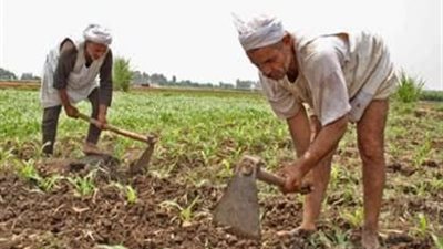 في ظل تقلب المناخ.. أهم نصائح وزارة الزراعة للفلاحين