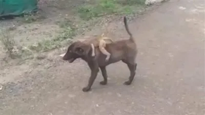 كلب ينقذ قرداً تائهًا تخلت عنه عائلته ويسلمه إلى مركز الشرطة (فيديو)