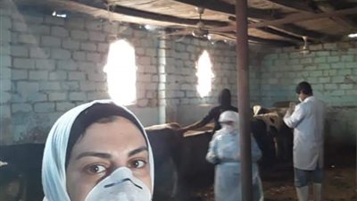 الطب البيطري بالسويس يشن حملات تحصين ضد مرض البروسيلا 