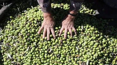 مستوطنون يسرقون ثمار الزيتون جنوبي نابلس