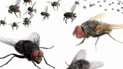 أنواع جديدة من الذباب مكتسبة مناعة.. اعرف الأسباب وكيفية التعامل معها