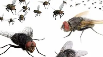 مركز البحوث الزراعية يكشف سبب الانتشار المزعج للذباب (فيديو)