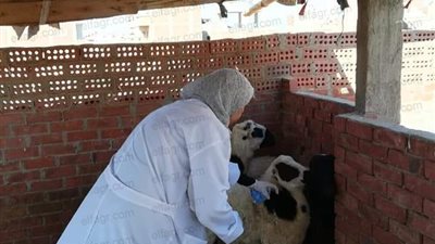 انطلاق الحملة القومية ضد الحمى القلاعية بالبحر الأحمر (فيديو وصور) 