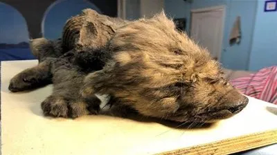 العثور على جرو يبلغ من العمر 18000 عام في المنطقة الصقيعية بشرق روسيا