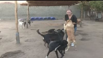 شيرين رضا من وسط 844 كلب: 