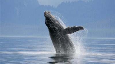 أصوات الحوت الأزرق بالبحرين الأحمر والمتوسط تثير حيرة المواطنين (فيديو)